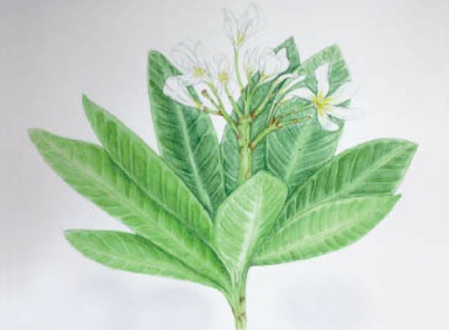 Agoniada