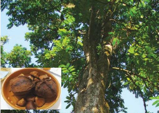 Andiroba