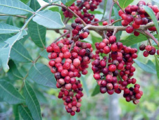 Aroeira