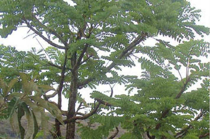 Barbatimão