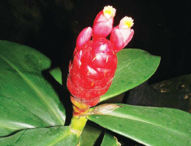 Cana-do-brejo