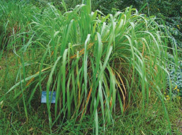 Capim-limão