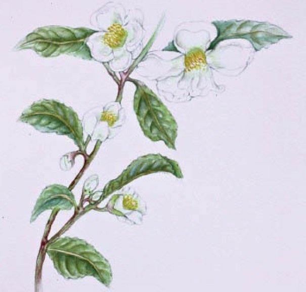 Chá