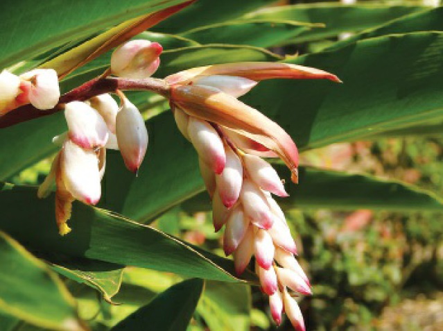 Colônia