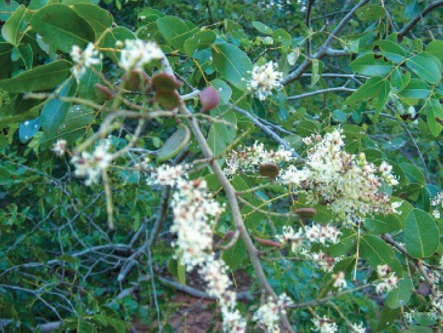 Copaíba
