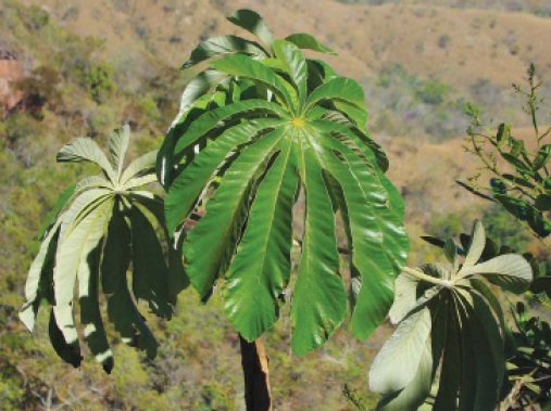 Embaúba