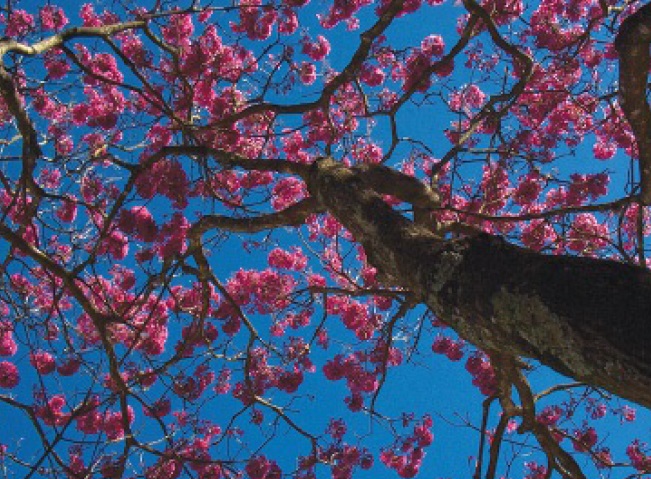 Ipê-roxo