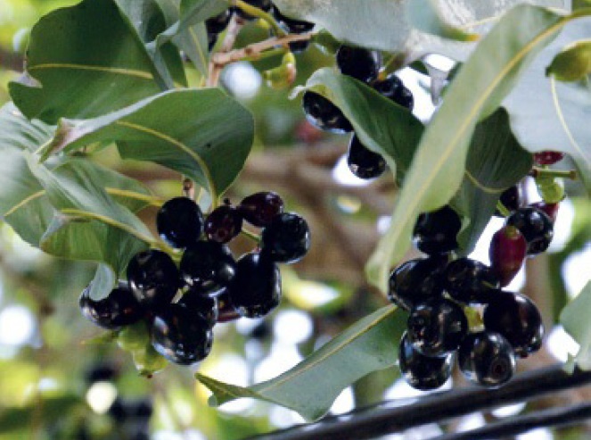 Jambolão