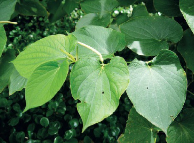Kava-kava
