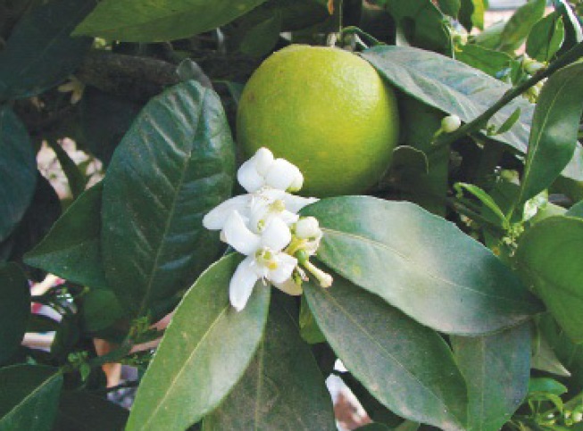 Laranja-da-terra