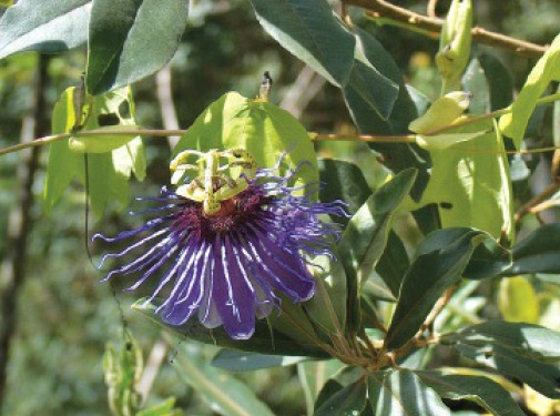 Maracujá