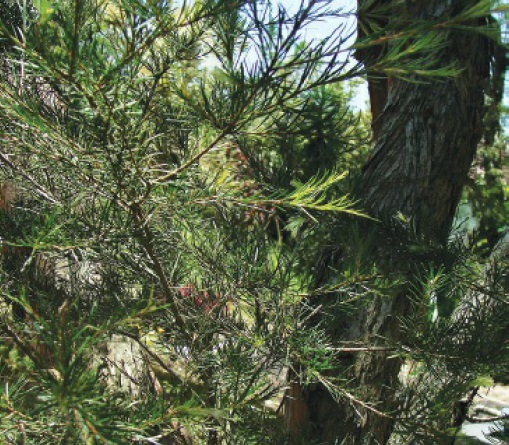 Melaleuca