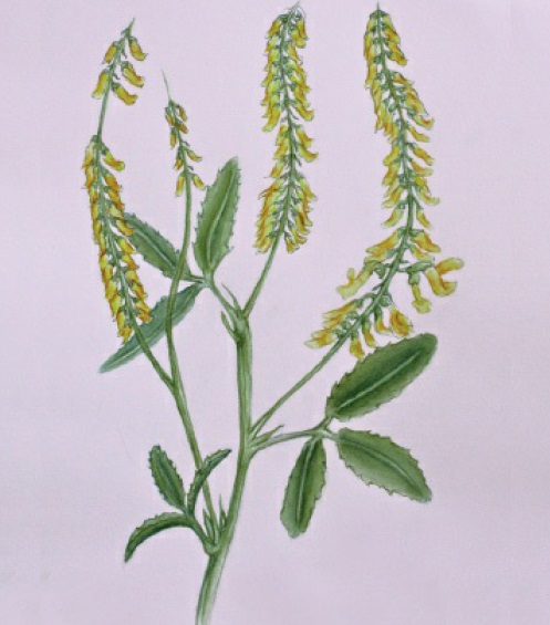 Meliloto