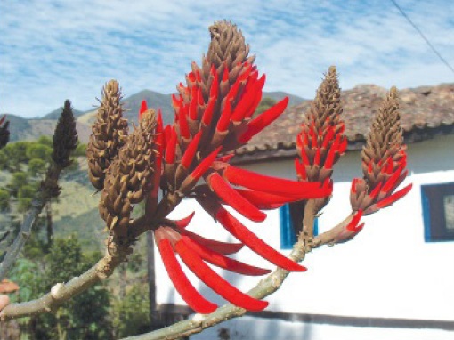 Mulungu
