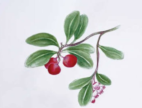 Uva-ursi