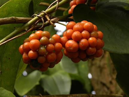 jacapenga